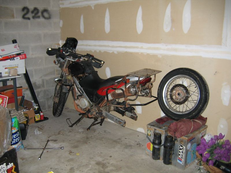 1237 palomina